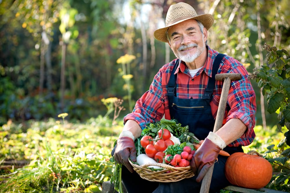 A senior man growing vegetables out in his garden