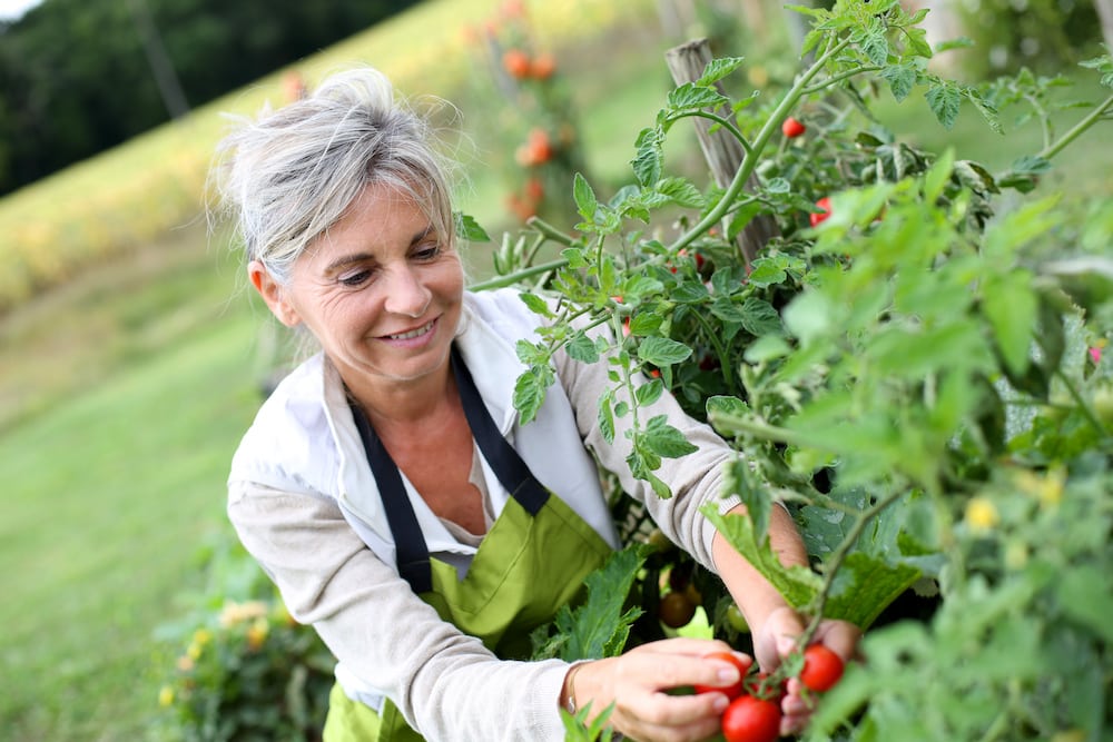 A happy senior woman picks veggies out in her garden