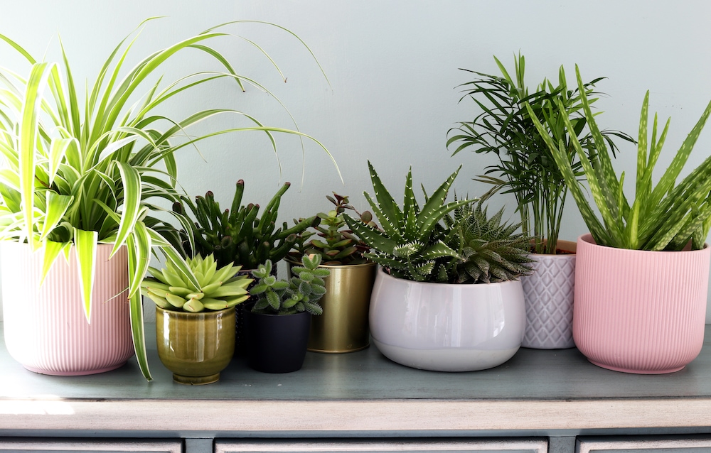 Various potted houseplants sitting on a table