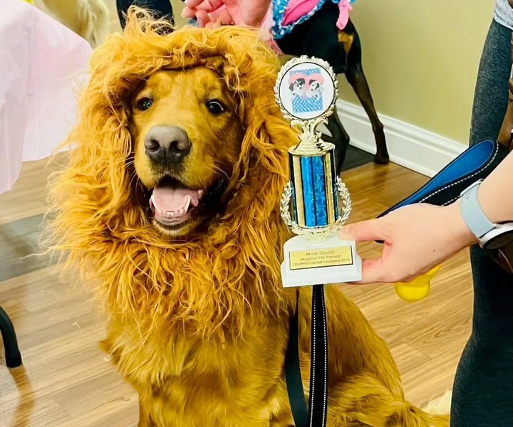 clearfield_pet_parade_golden_prize_winner_image_pet